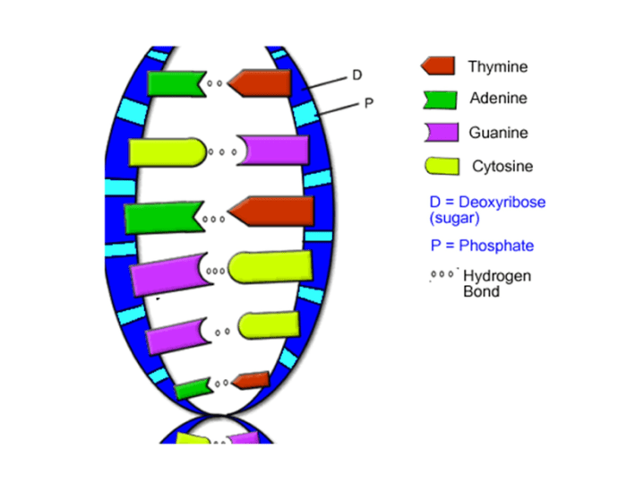 Dna- the double helix worksheet