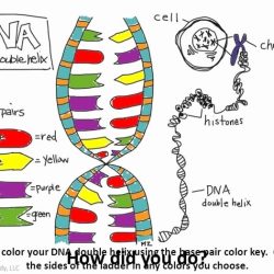 Dna- the double helix worksheet