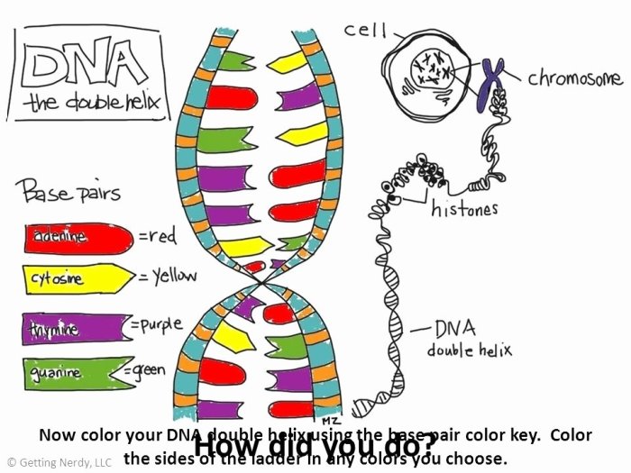 Dna- the double helix worksheet