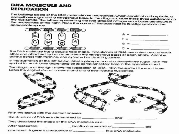 Dna- the double helix worksheet