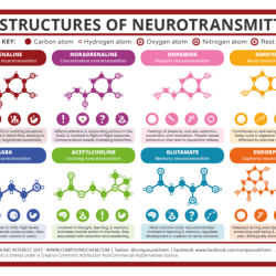 Neurotransmitter dopamine serotonin acetylcholine acetylcholinesterase degradation action presynaptic choline sert clearance reuptake enzyme cleft synaptic dat into terminal transported norepinephrine